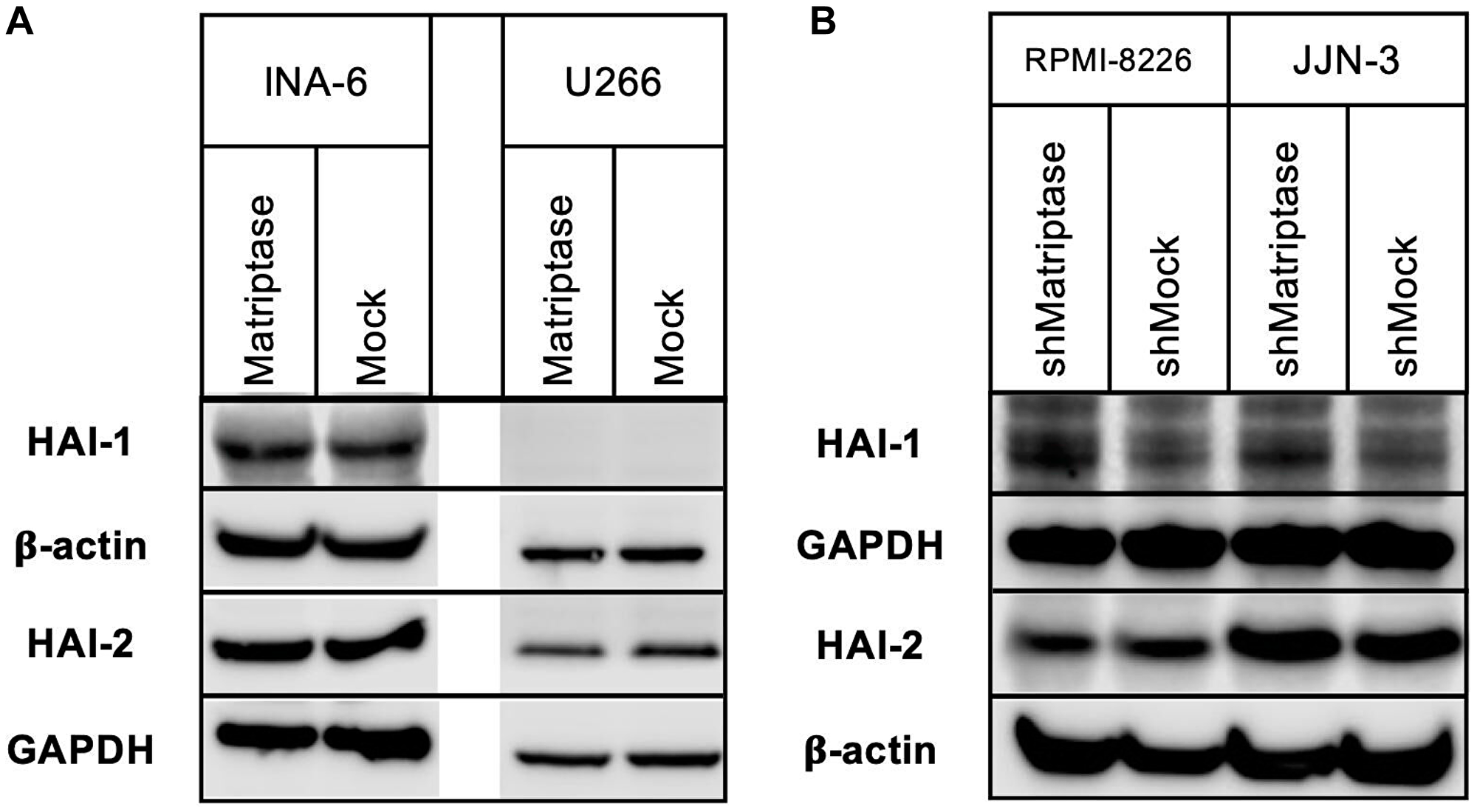 HAI-1 and HAI-2 protein expression in matriptase overexpression and knockdown myeloma cell lines.