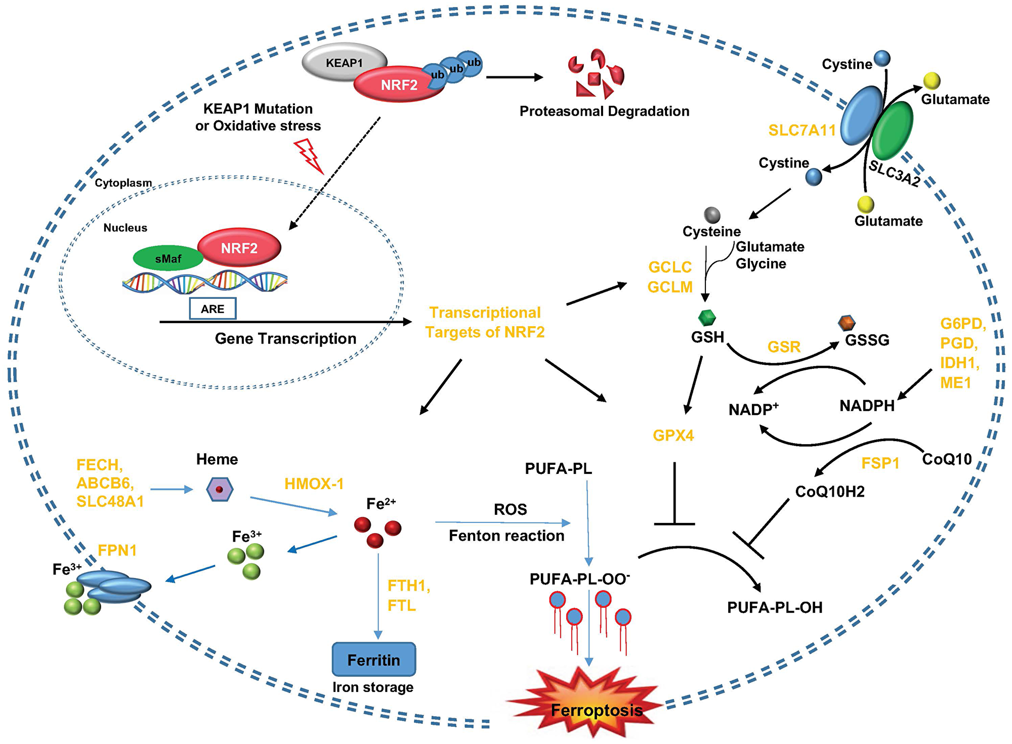 KEAP1-NRF2 axis and its molecular effectors in the regulation of ferroptosis.