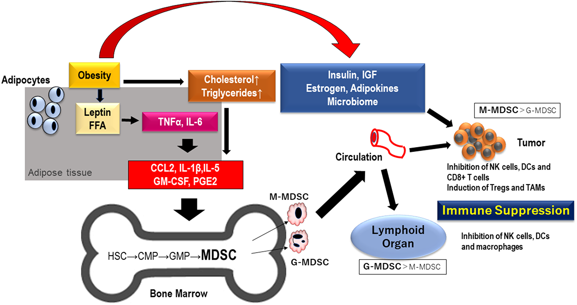 MDSCs generated by obesity migrate to lymphoid organ and TME.
