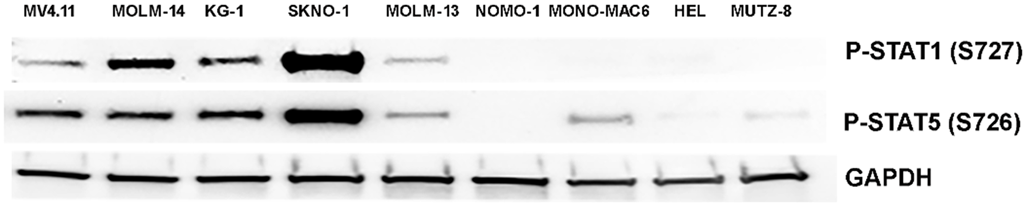 Western of p-STAT1(S727) and p-STAT5(S726) in 9 AML cell lines.