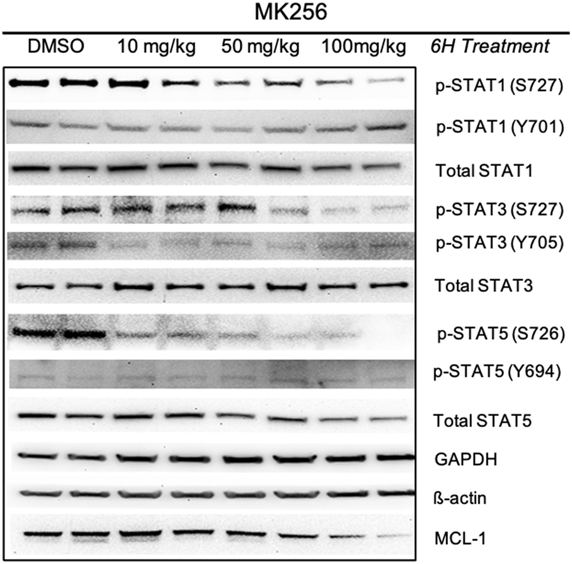 Pharmacodynamics study of MK256 in MOLM-14 xenograft model.