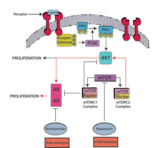 Androgen blockade plus mTOR inhibitors: A prime candidate for combination hormonal treatment.