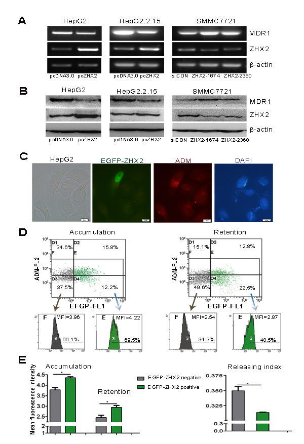 ZHX2 suppresses MDR1 expression and increases ADM retention of HCC cells.