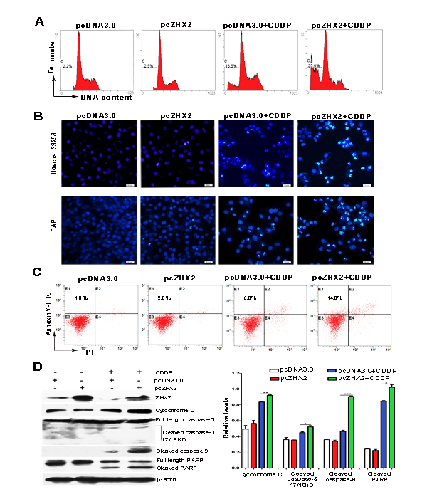 Increased ZHX2 levels in HepG2 cells enhance CDDP-induced apoptosis and activate the caspase pathway.