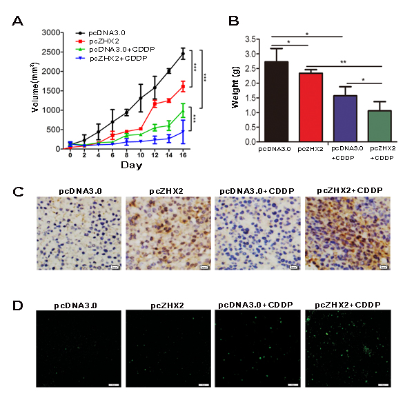 ZHX2 combined with CDDP act cooperatively to inhibit xenograft tumor growth in nude mice.