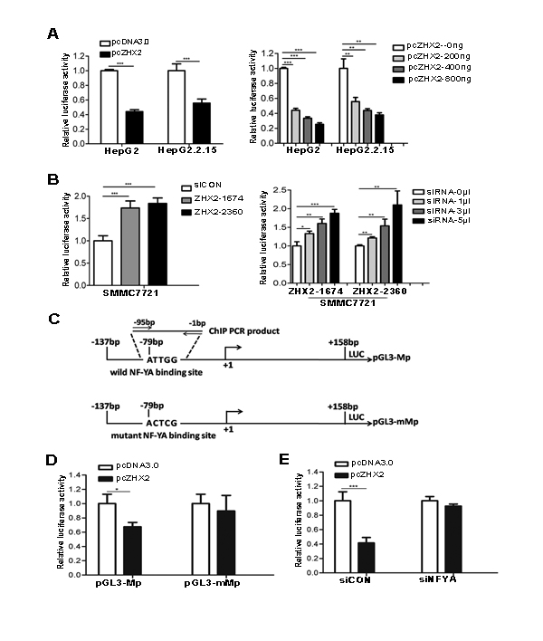 ZHX2 represses