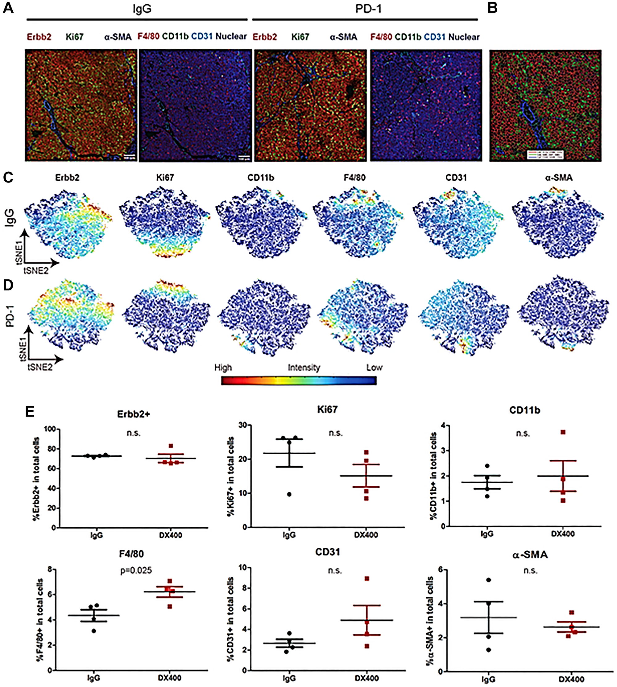 Imaging mass cytometry of tumors from NeuT/ATTAC mice after treatment with anti-PD-1 or IgG.
