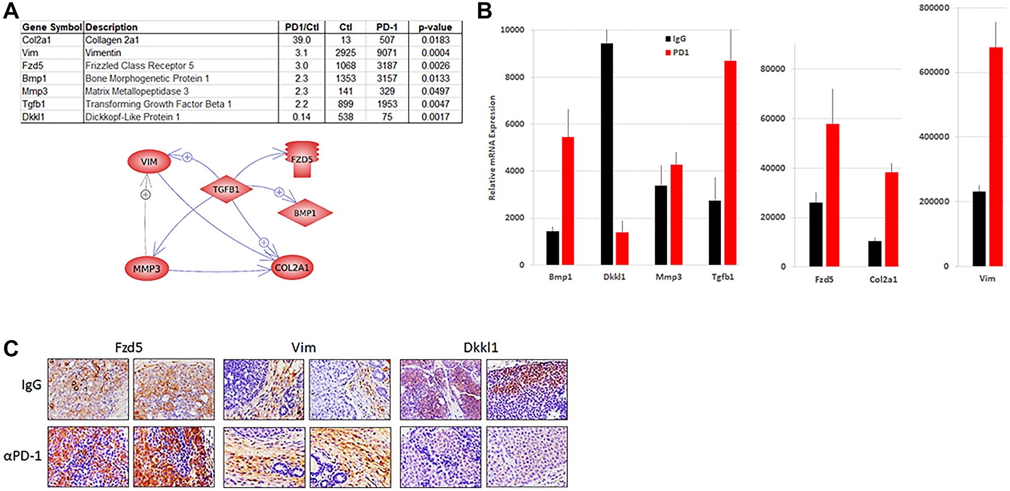 Wnt pathway expression in tumors from NeuT/ATTAC mice.
