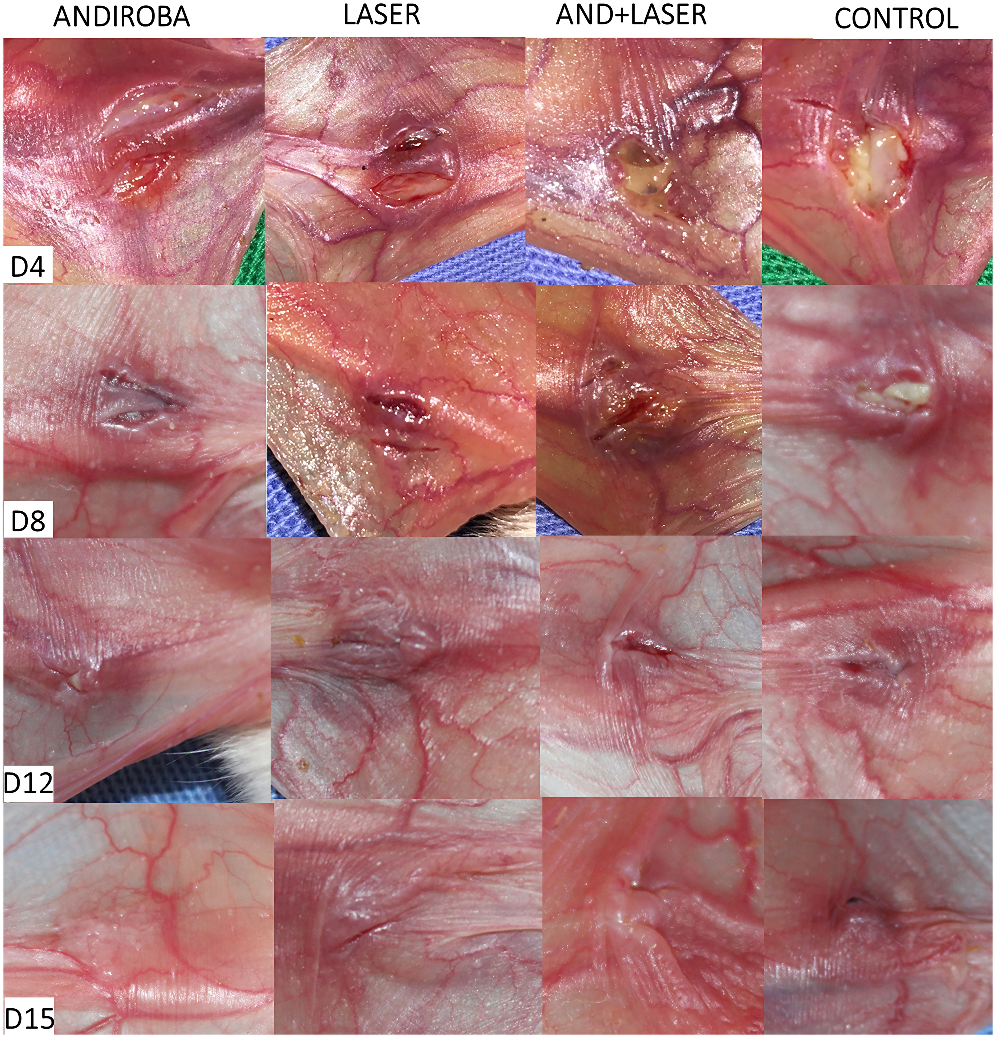 Clinical evaluation of oral mucositis in hamsters on days 4, 8, 12 and 15.