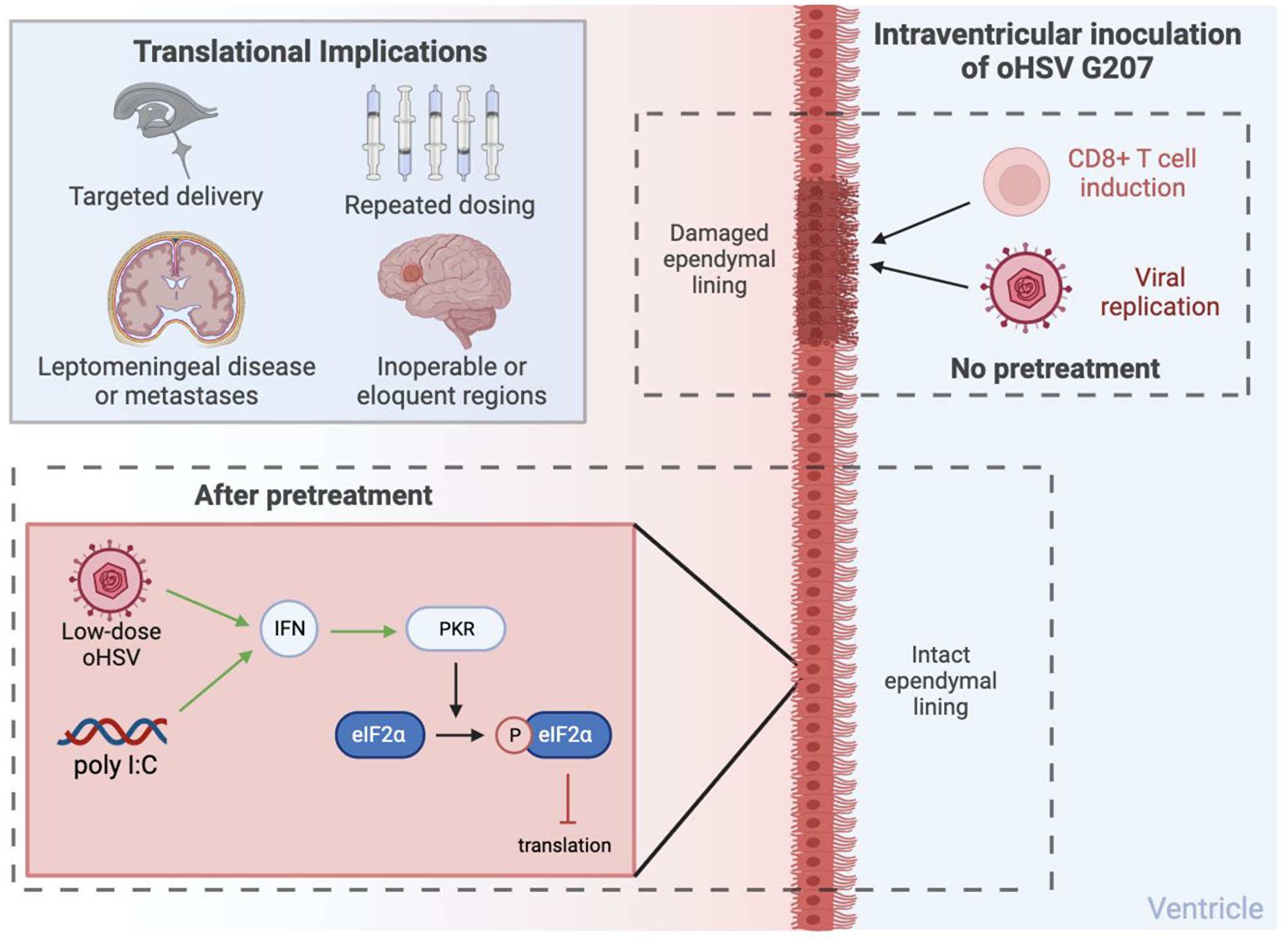 Putative mechanisms of toxicity.