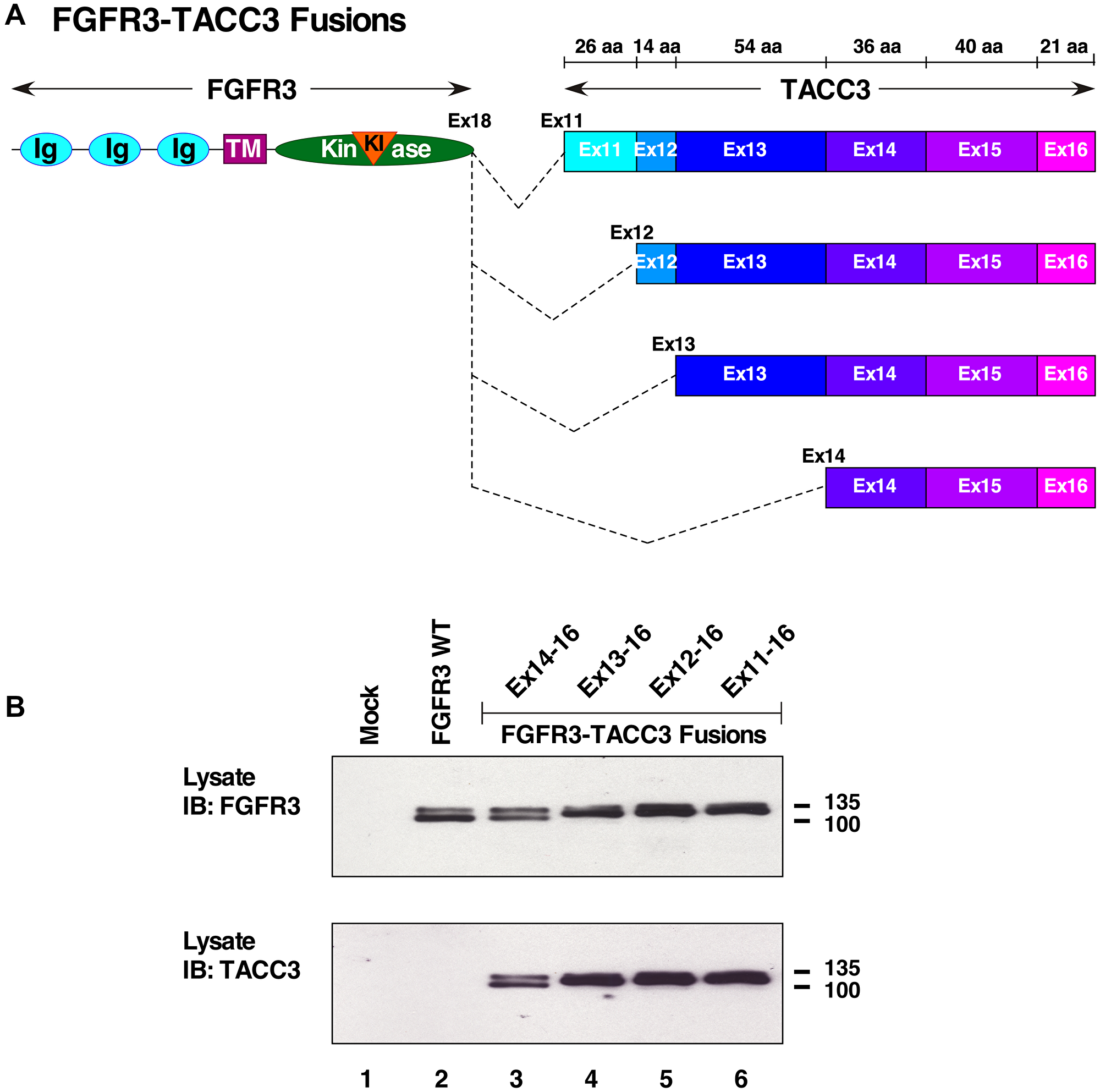 FGFR3-TACC3 fusion proteins.