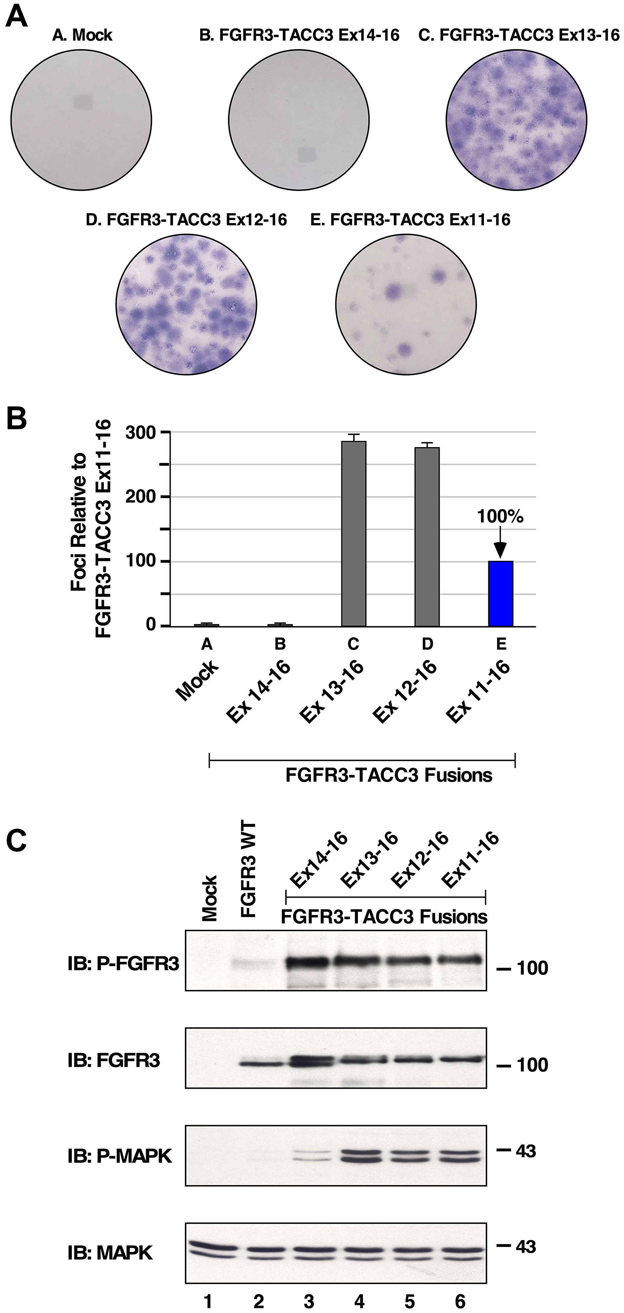 Transformation and downstream signaling of FGFR3-TACC3 fusion proteins.
