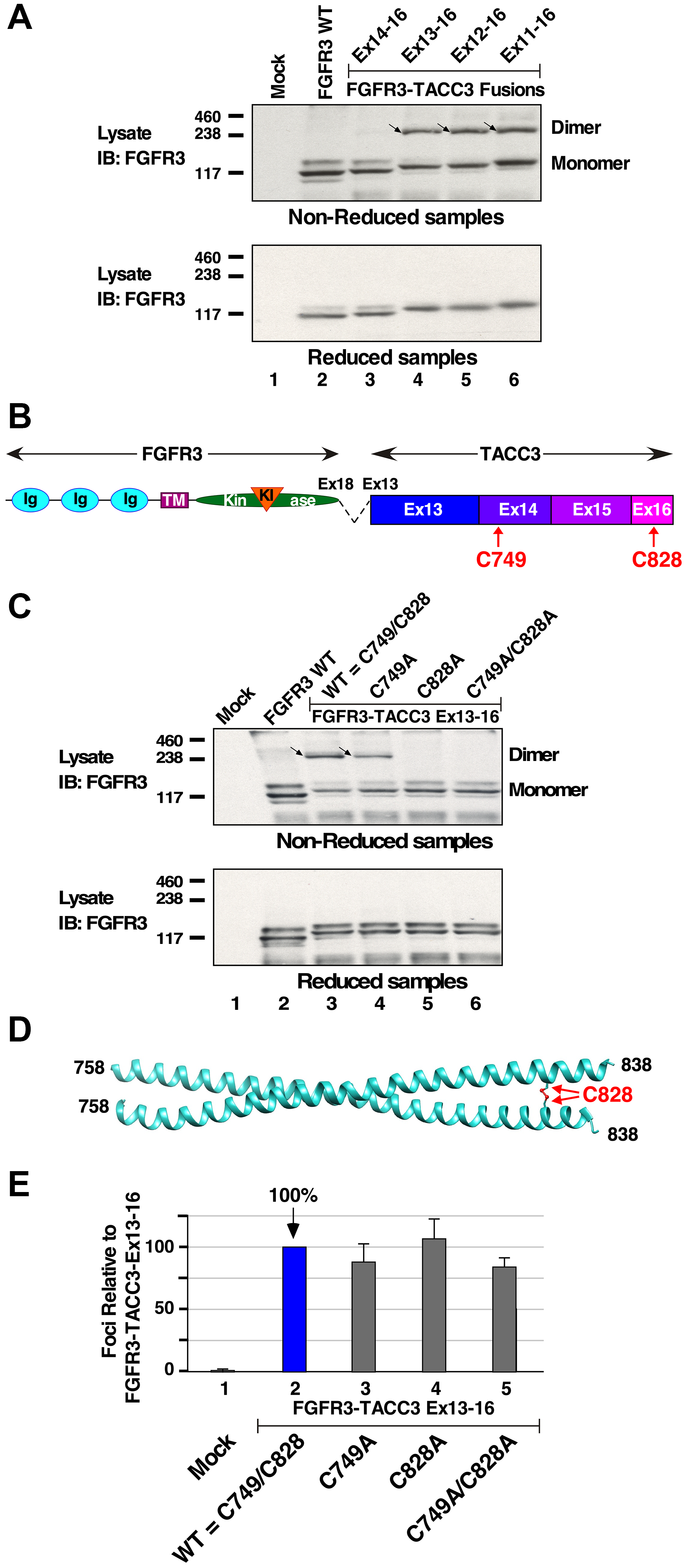 Disulfide-bonded dimer formation in FGFR3-TACC3 fusion proteins.