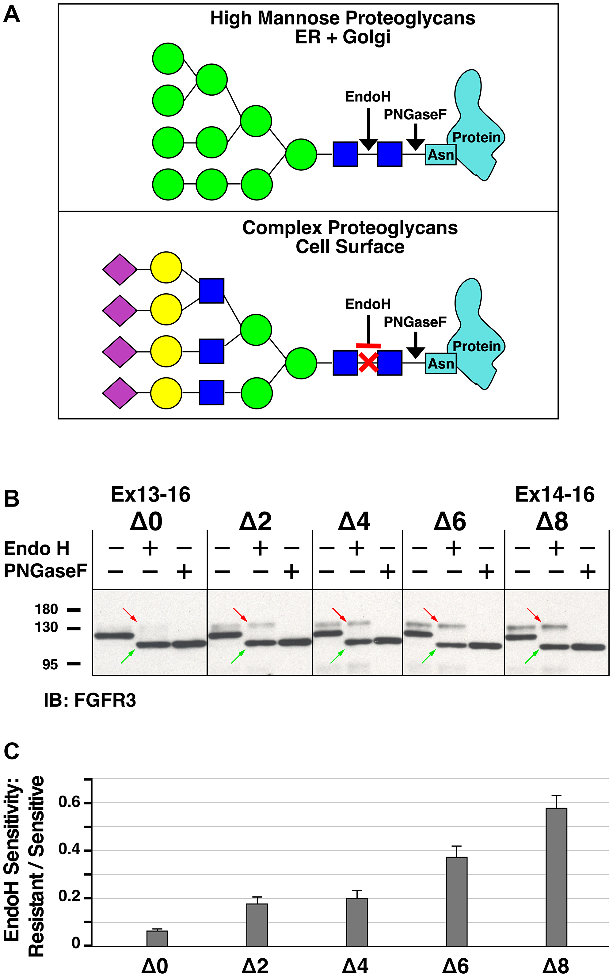 Analysis of Endoglycosidase H sensitivity of heptad deletion mutants of FGFR3-TACC3 Ex13-16.