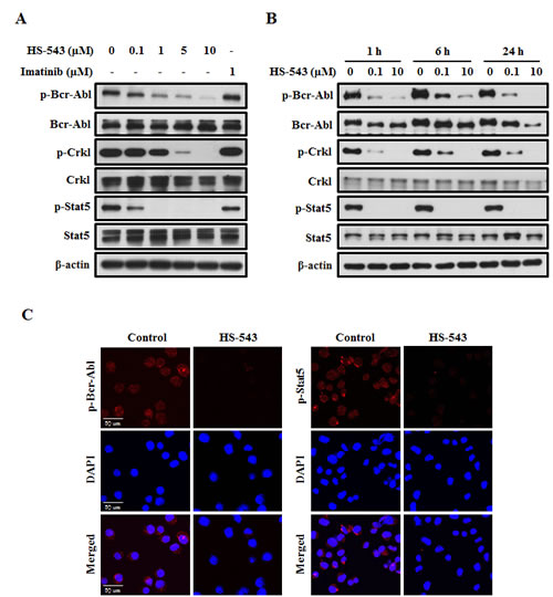 Effect of HS-543 on the Bcr-Abl signaling pathway in BaF3/T315I cells.