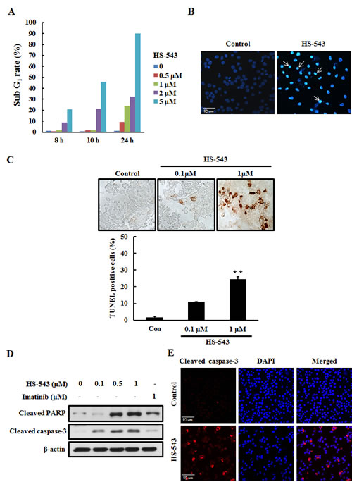 Effect of HS-543 on apoptosis of BaF3/T315I cells.