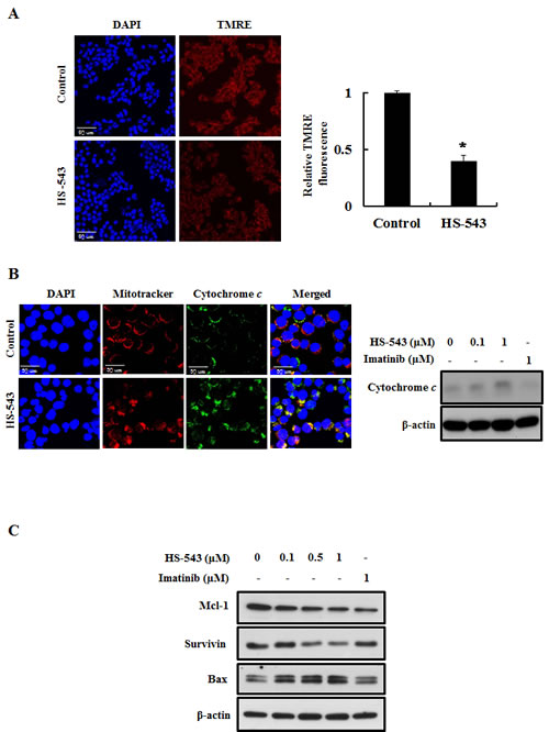 Effect of HS-543 on mitochondria-related apoptosis of BaF3/T315I cells.