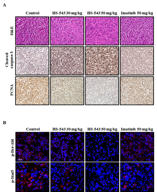 Effect of HS-543 on proliferation and apoptosis in isolated tumor from mouse xenograft model.