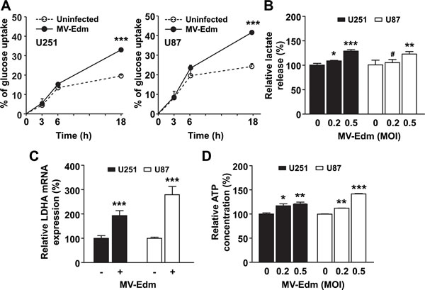 MV-Edm shifts cellular metabolism to a high-rate glycolytic adaptation.