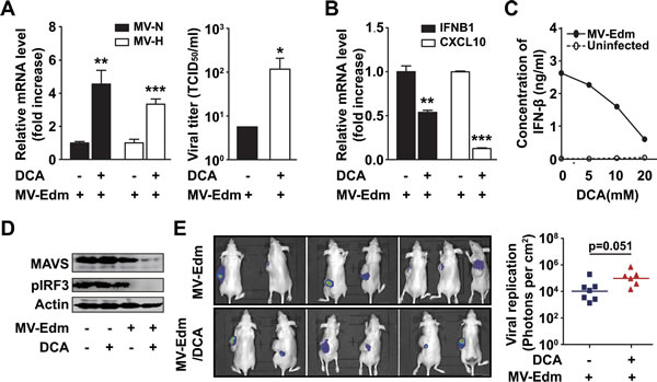 DCA promotes viral replication by disrupting MAVS-mediated anti-viral immune responses.