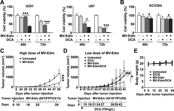 DCA combined with low-dose MV-Edm exerts an enhanced anti-tumor effect.