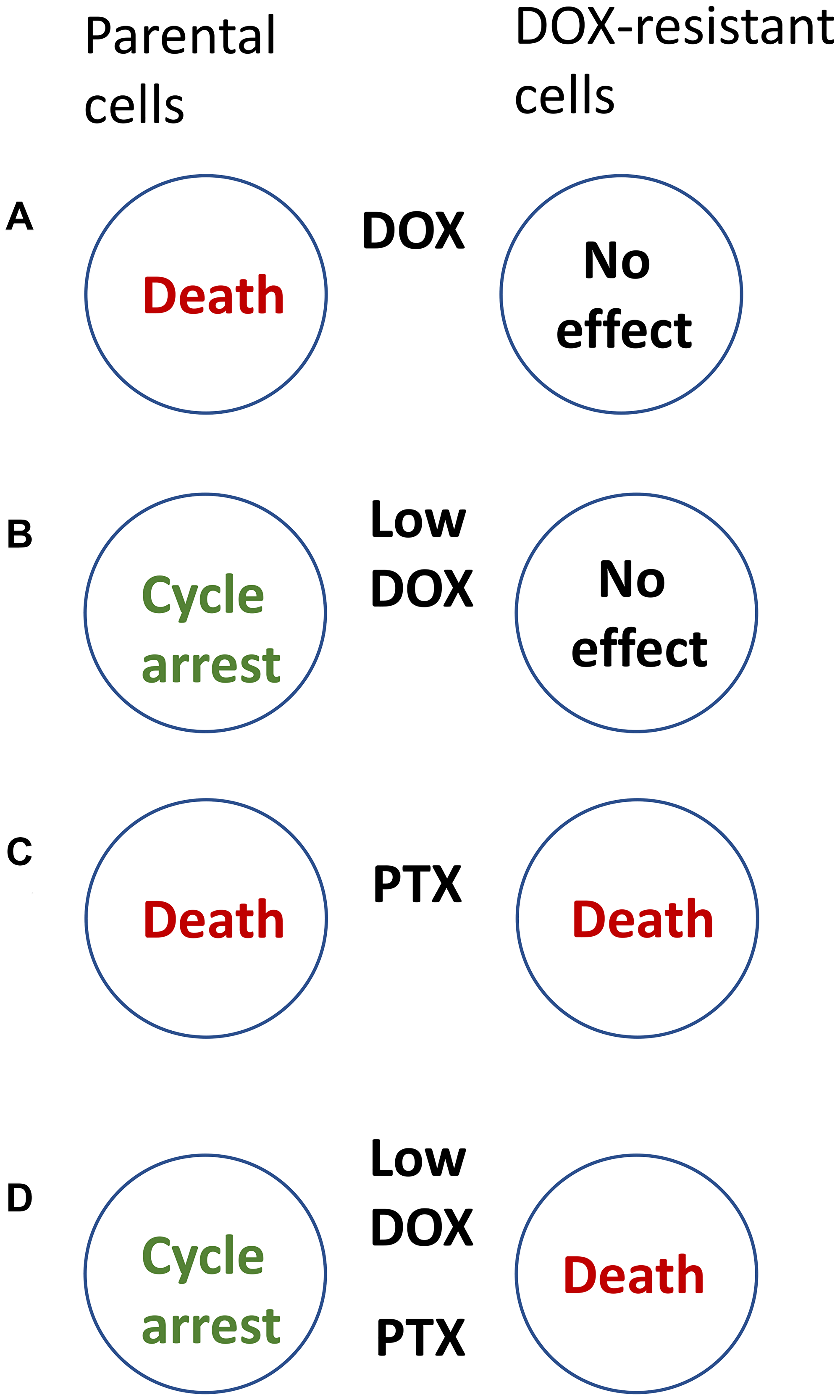 How to kill DOX-resistant cells, sparing sensitive cells.