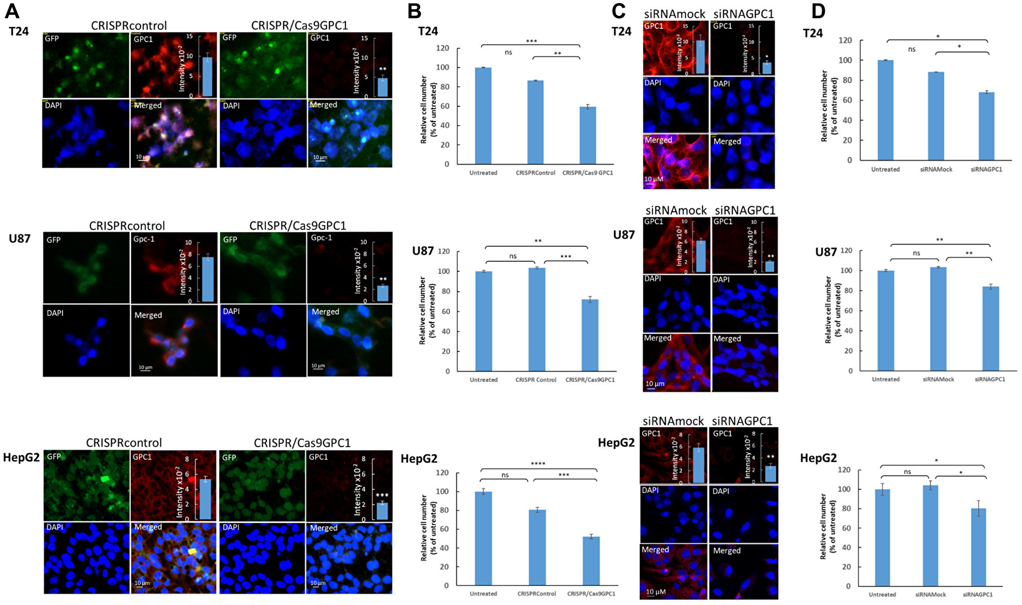 Suppression of GPC1 expression attenuates proliferation of T24, U87 and HepG2 cells.