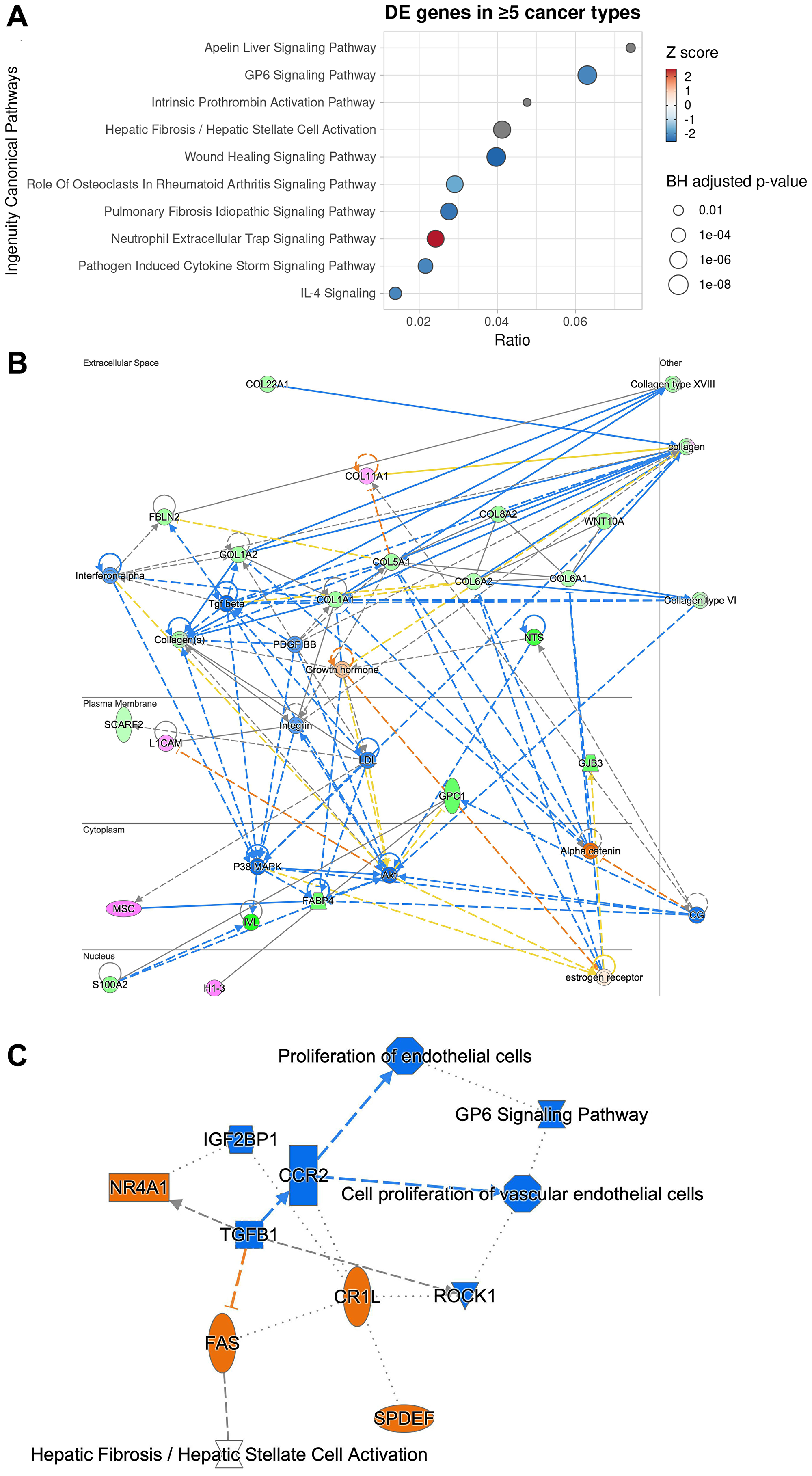 Ingenuity pathway analysis of 66 genes differentially expressed in at least 5 cancer types between GPC1-high and GPC1-low cancer patients reveals potential mechanism through which GPC1 modulates cell proliferation.