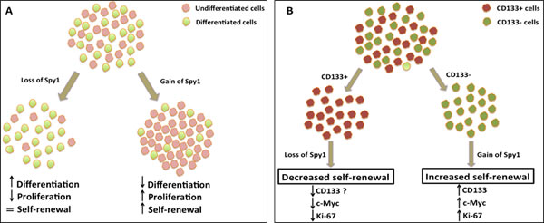 Spy1 regulates Neuroblastoma (NB) stem cells.