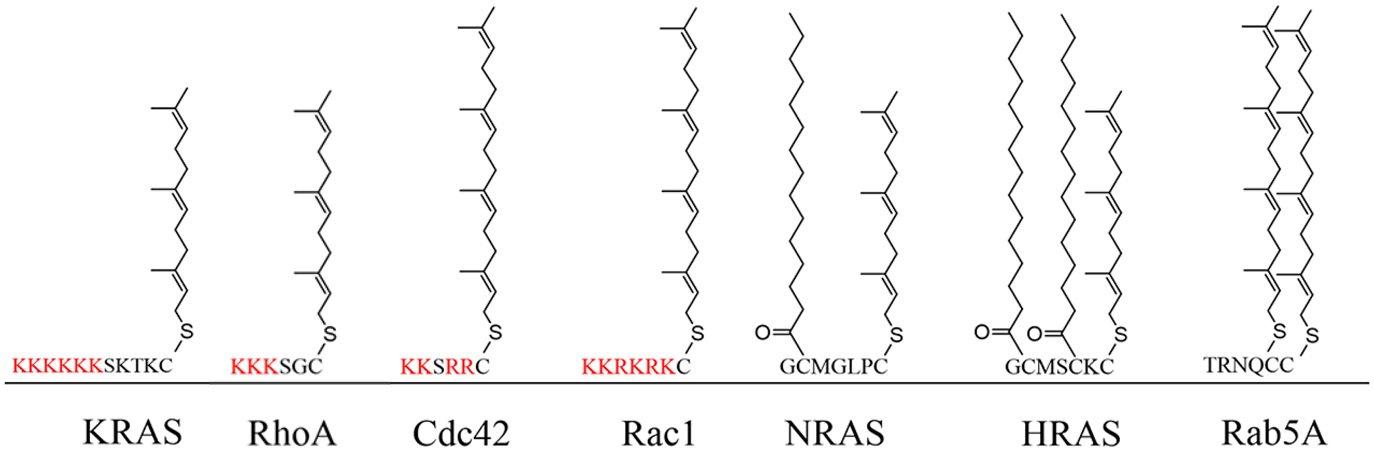 The HVR of the G-proteins and the corresponding PTMs.