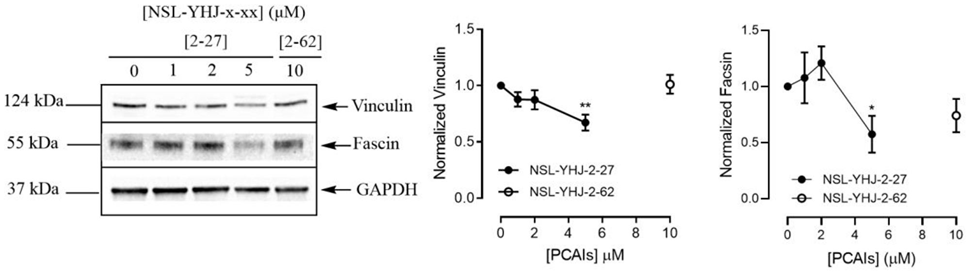 PCAIs decrease the levels of vinculin and fascin proteins.