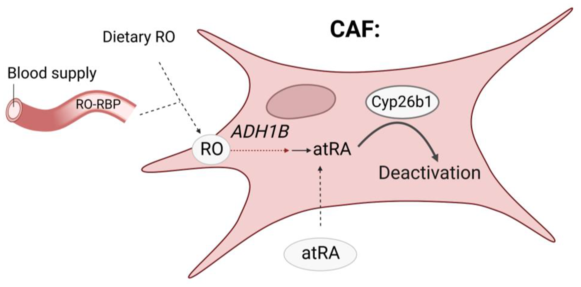 Preliminary data suggest that Cyp26b1 over-expression in CAFs could decrease colonic atRA levels.