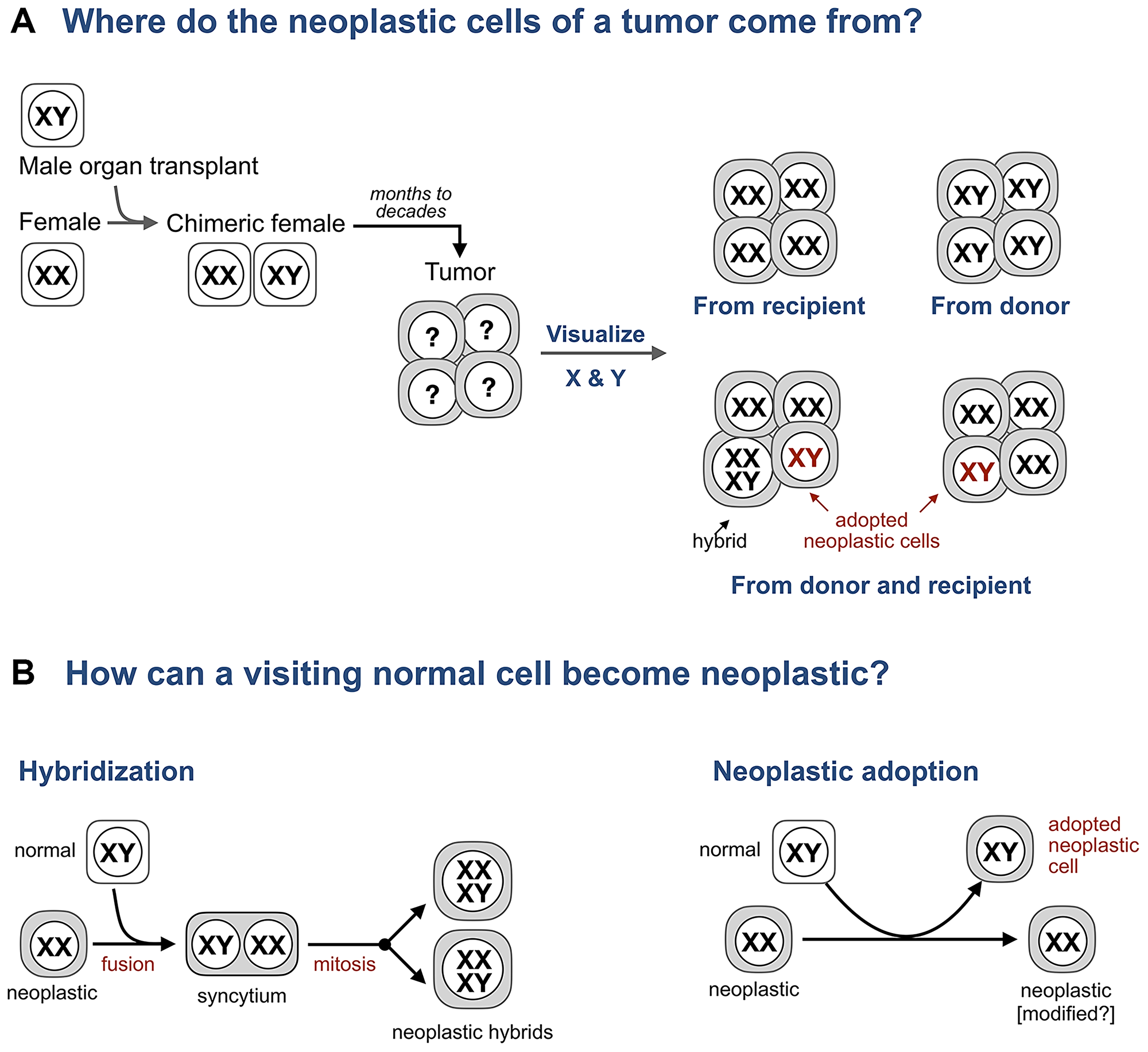 Adopted neoplastic cells in tumors from sex-mismatched transplant patients.