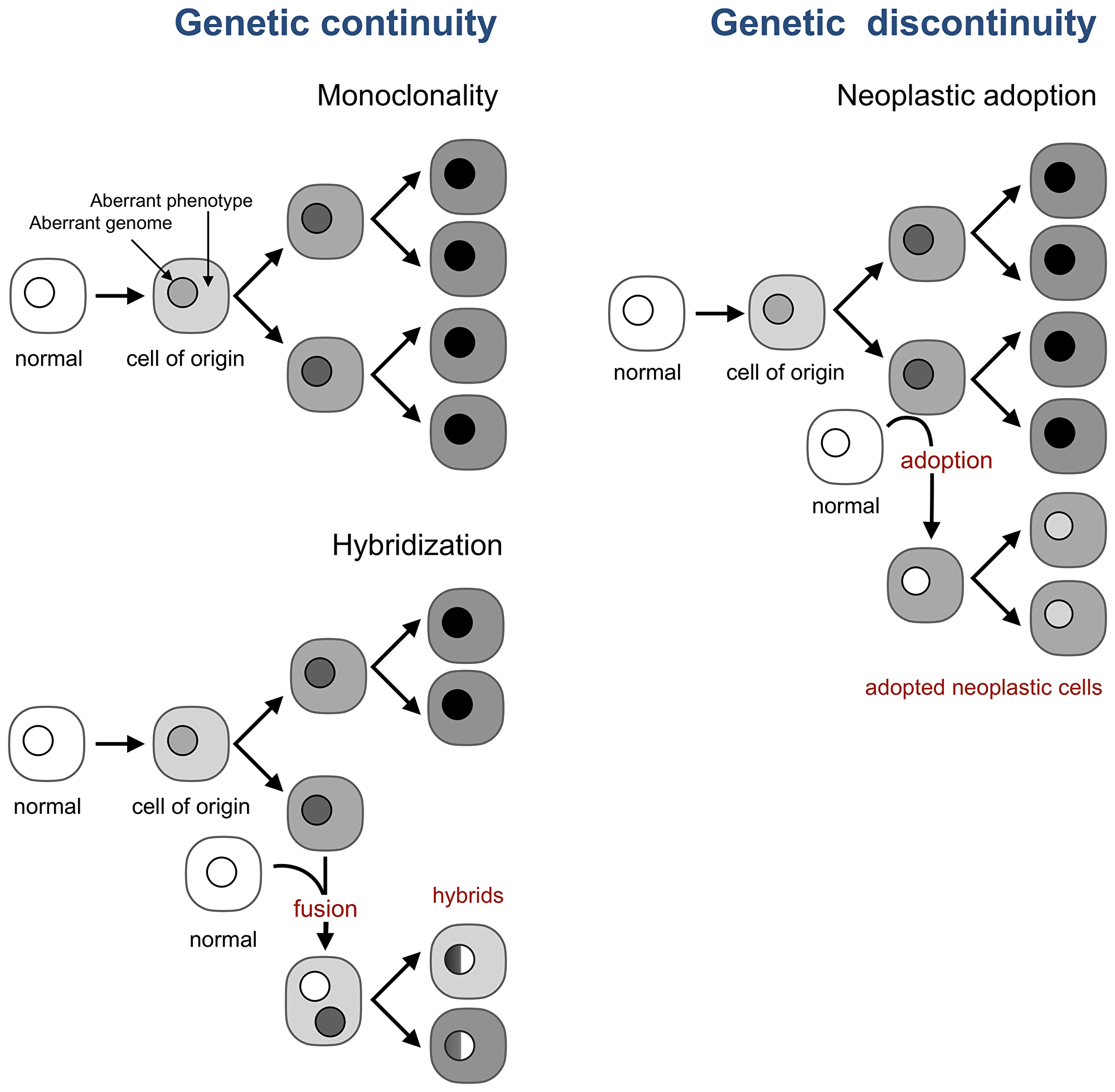 Neoplastic adoption enables genetic discontinuity in tumor development.