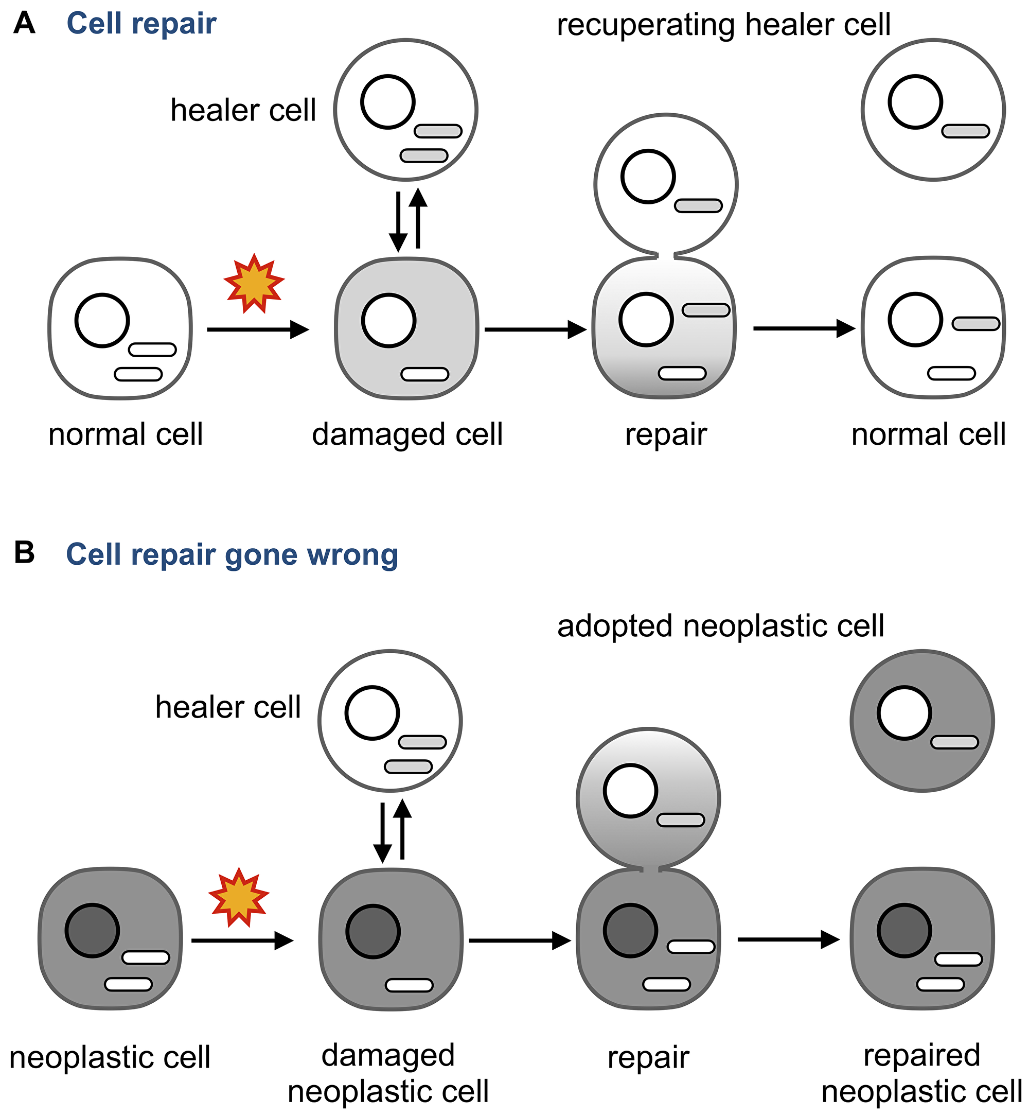 Neoplastic adoption as a side effect of cell repair.