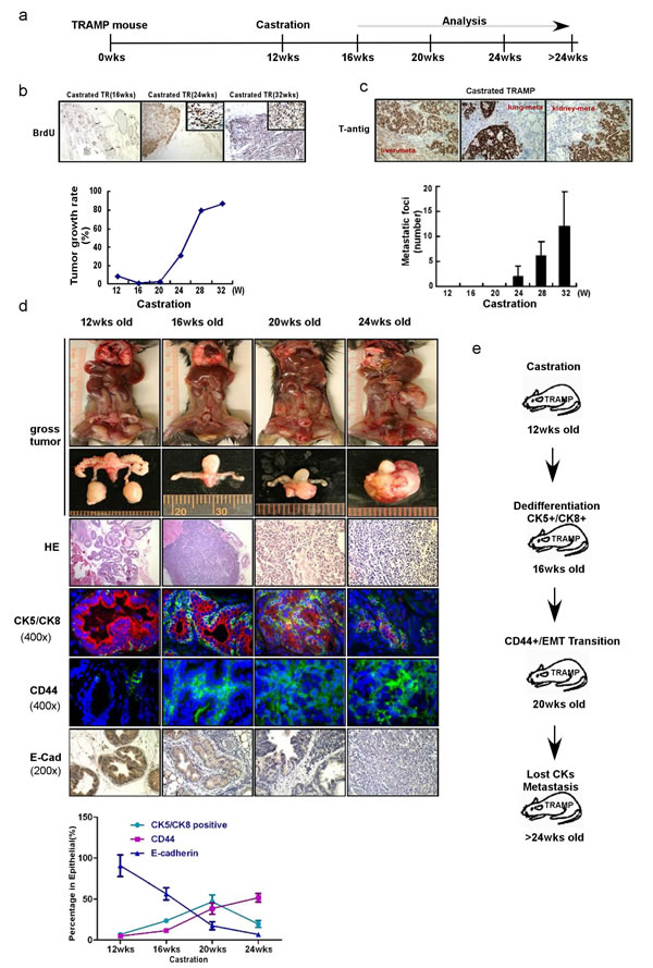 ADT sequentially alters the cancer stem-like cell populations and promotes EMT in TRAMP PCa tumors.