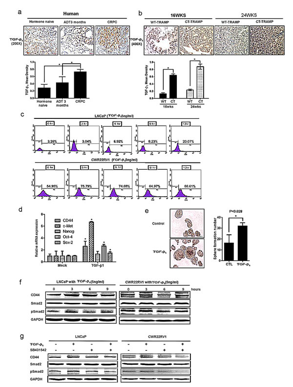 TGF&#x3b2;1 can activate the dedifferentiation of PCa cells, leading to increased CD44+ S/P cell population.