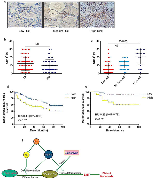 CD44 is a poor prognosis marker of localized PCa.