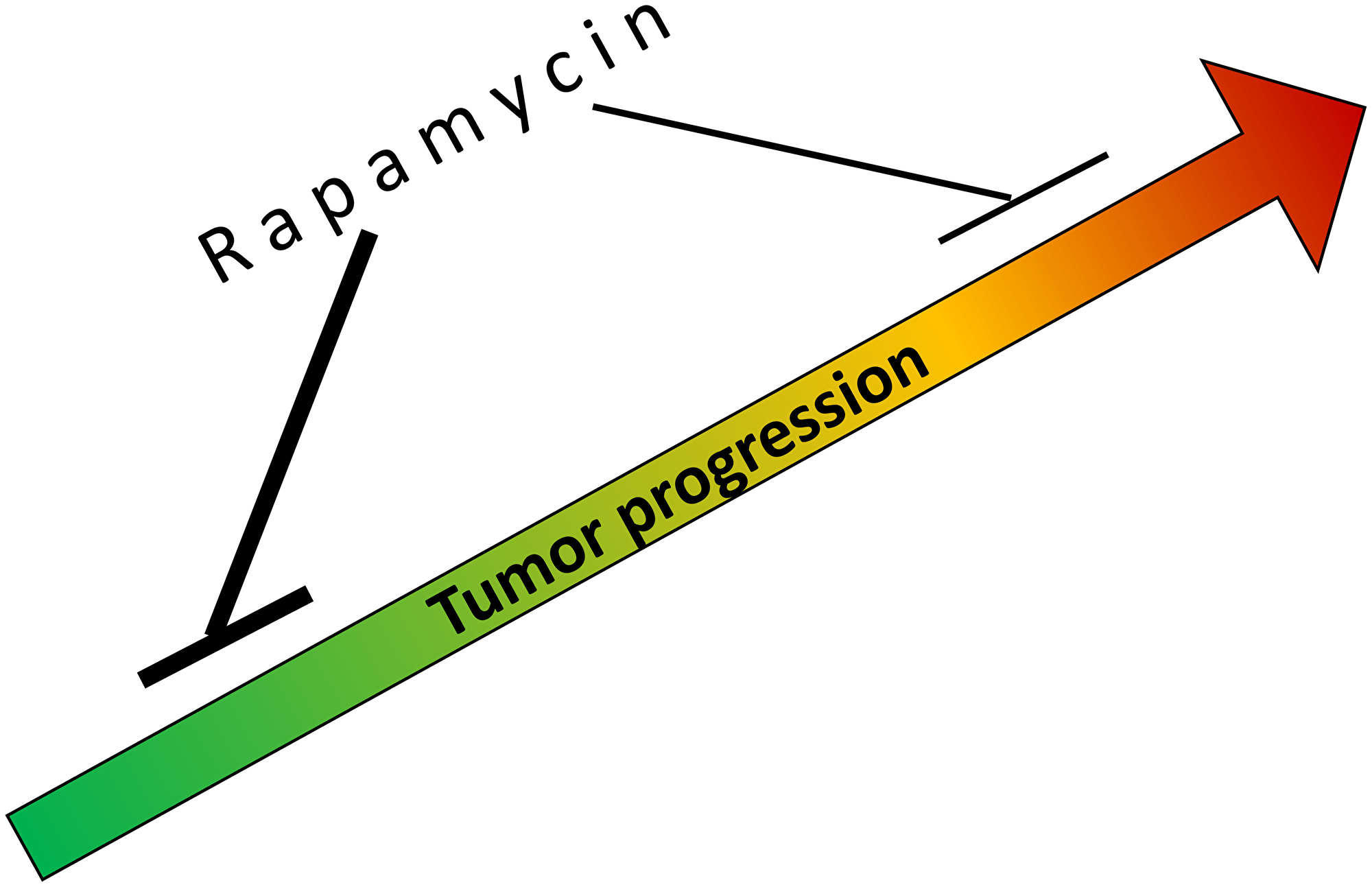 Rapamycin slows tumorigenesis, tumor progression and growth.