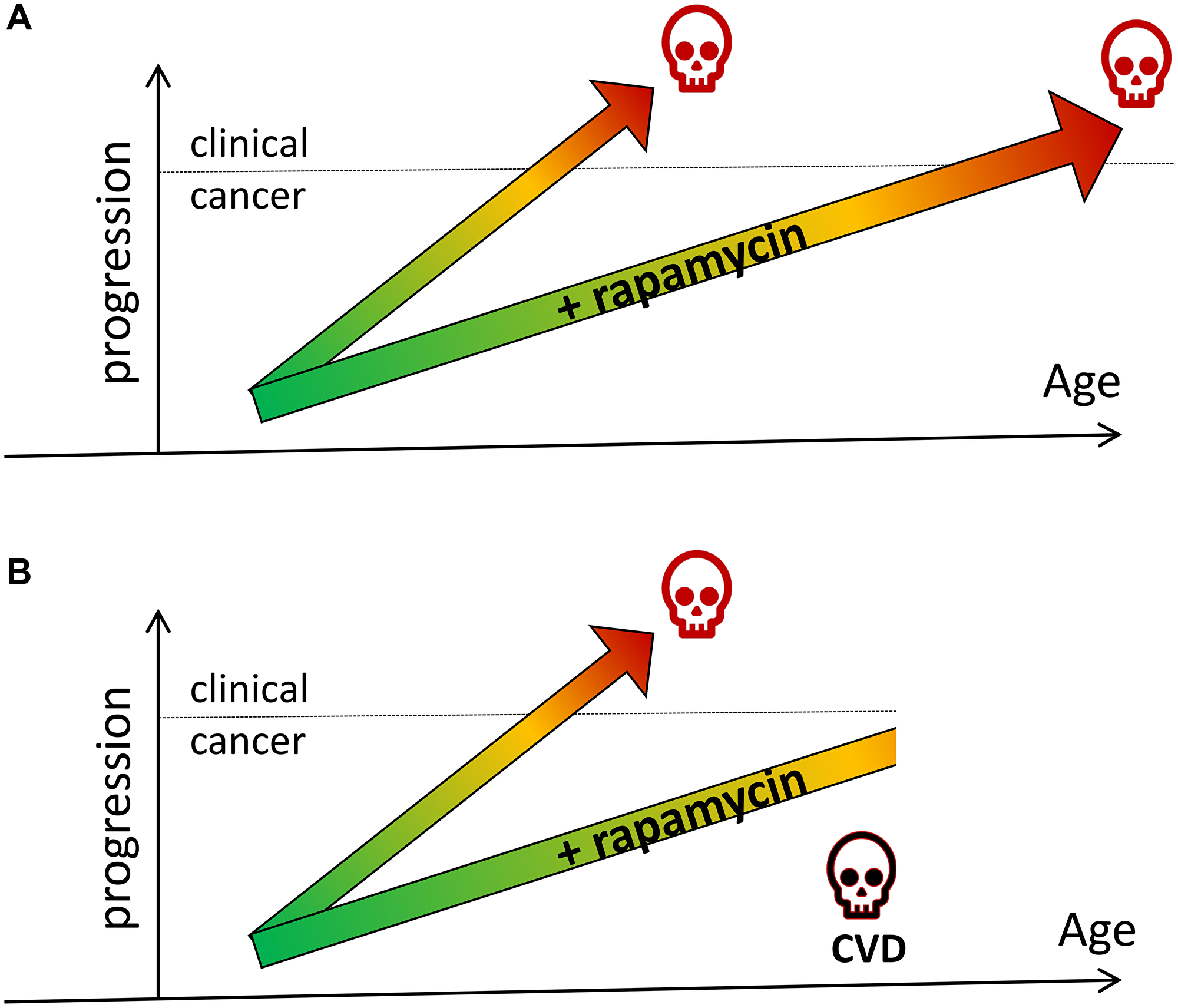 Rapamycin prevents cancer by slowing tumor progression (hypothetical schema).