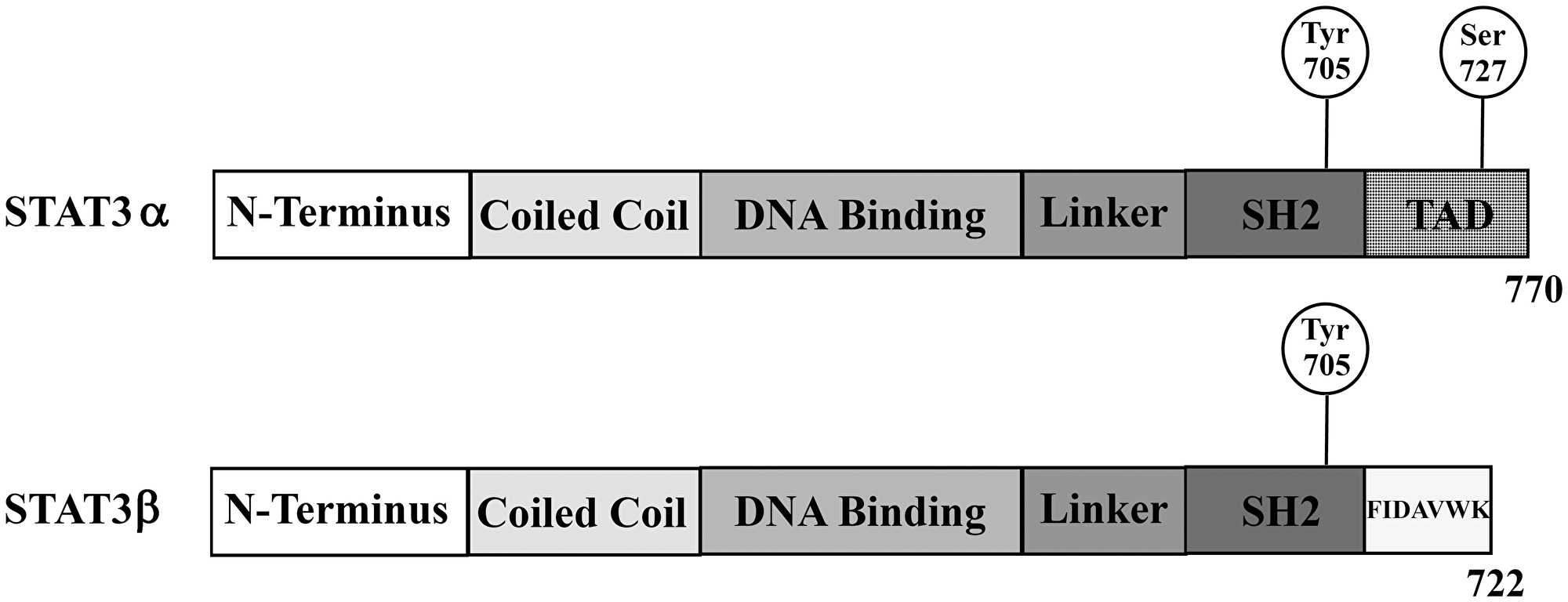Schematic overview of the two alternatively spliced STAT3 isoforms STAT3α and STAT3β.