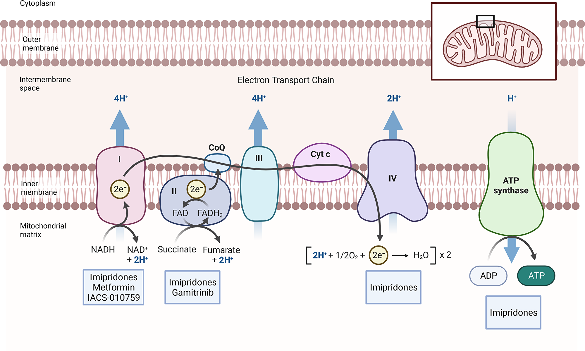 Inhibitors of mitochondrial respiration.