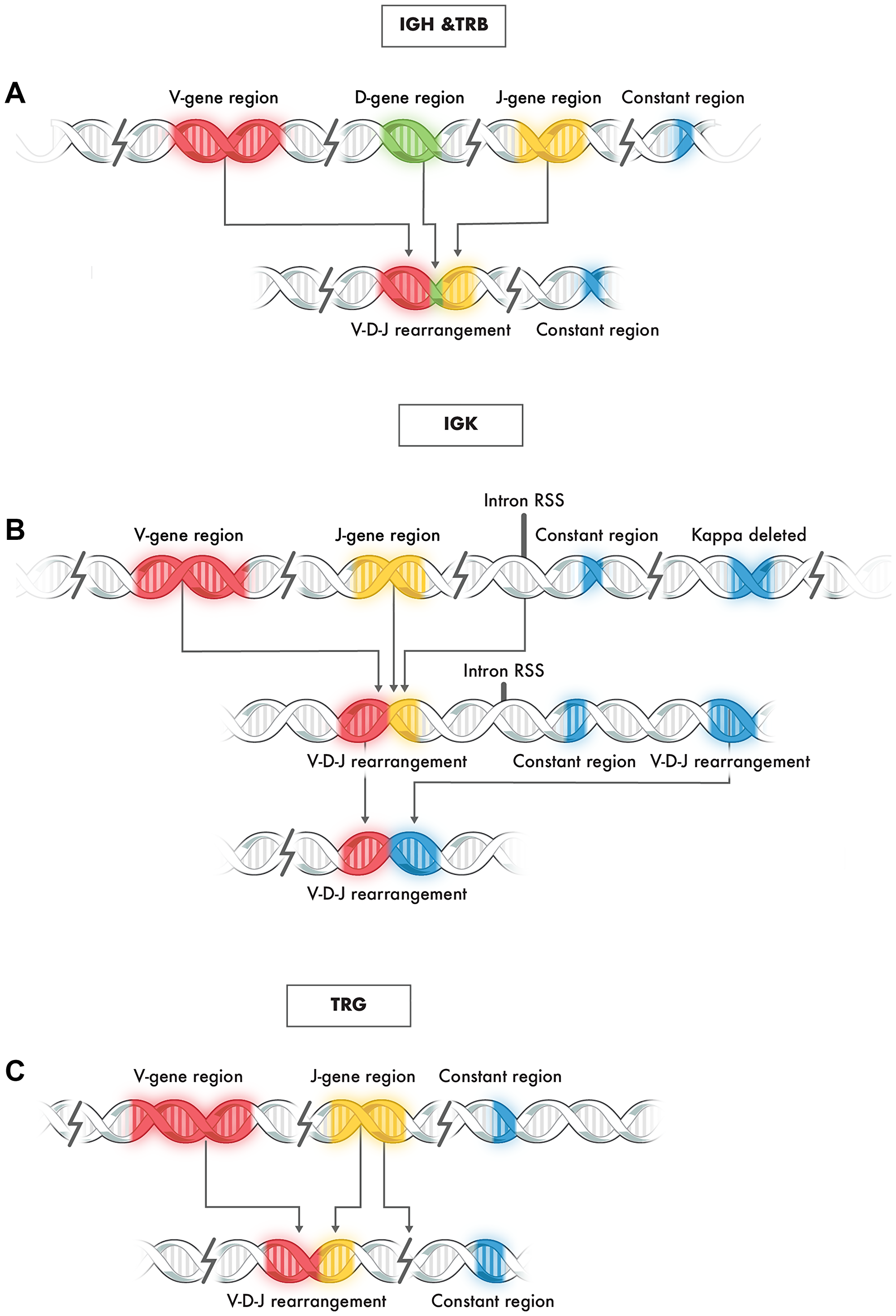 Typical rearrangement of genes at immunoglobulin loci IGH, TRB, IGK, and TRG.