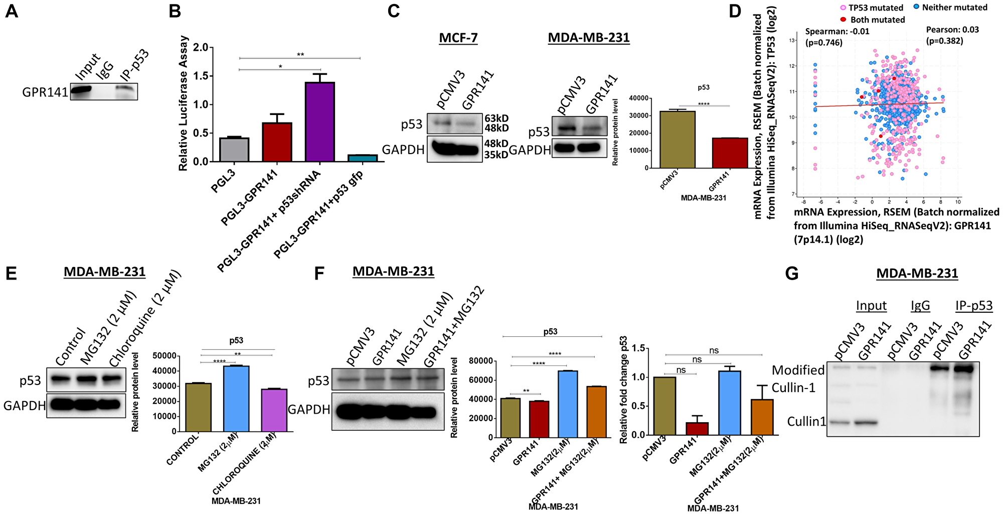 p53 is essential for the proliferative behavior of GPR141 overexpressed cells.