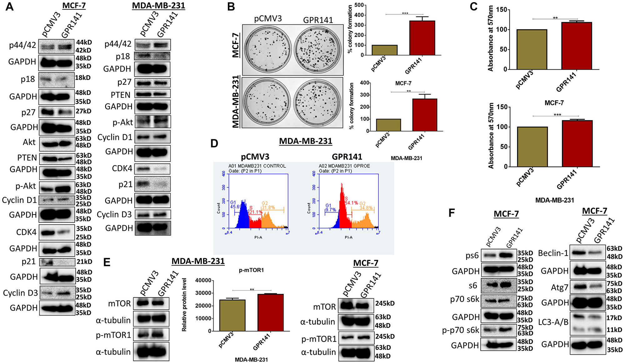 GPR141 stimulates breast cancer proliferation and tumorigenesis in vitro.