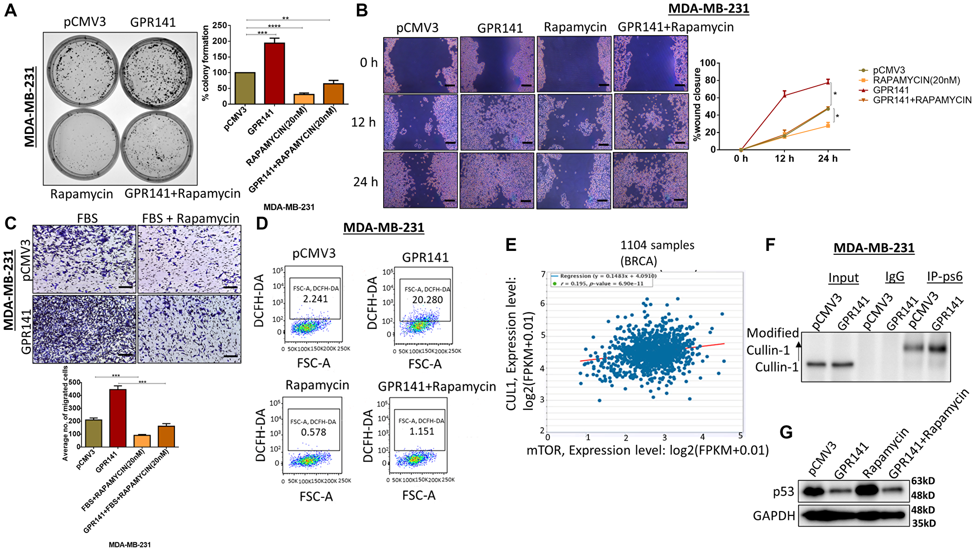 GPR141 overexpression induces breast cancer cell tumorigenesis via the p-mTOR1-p53 pathway.