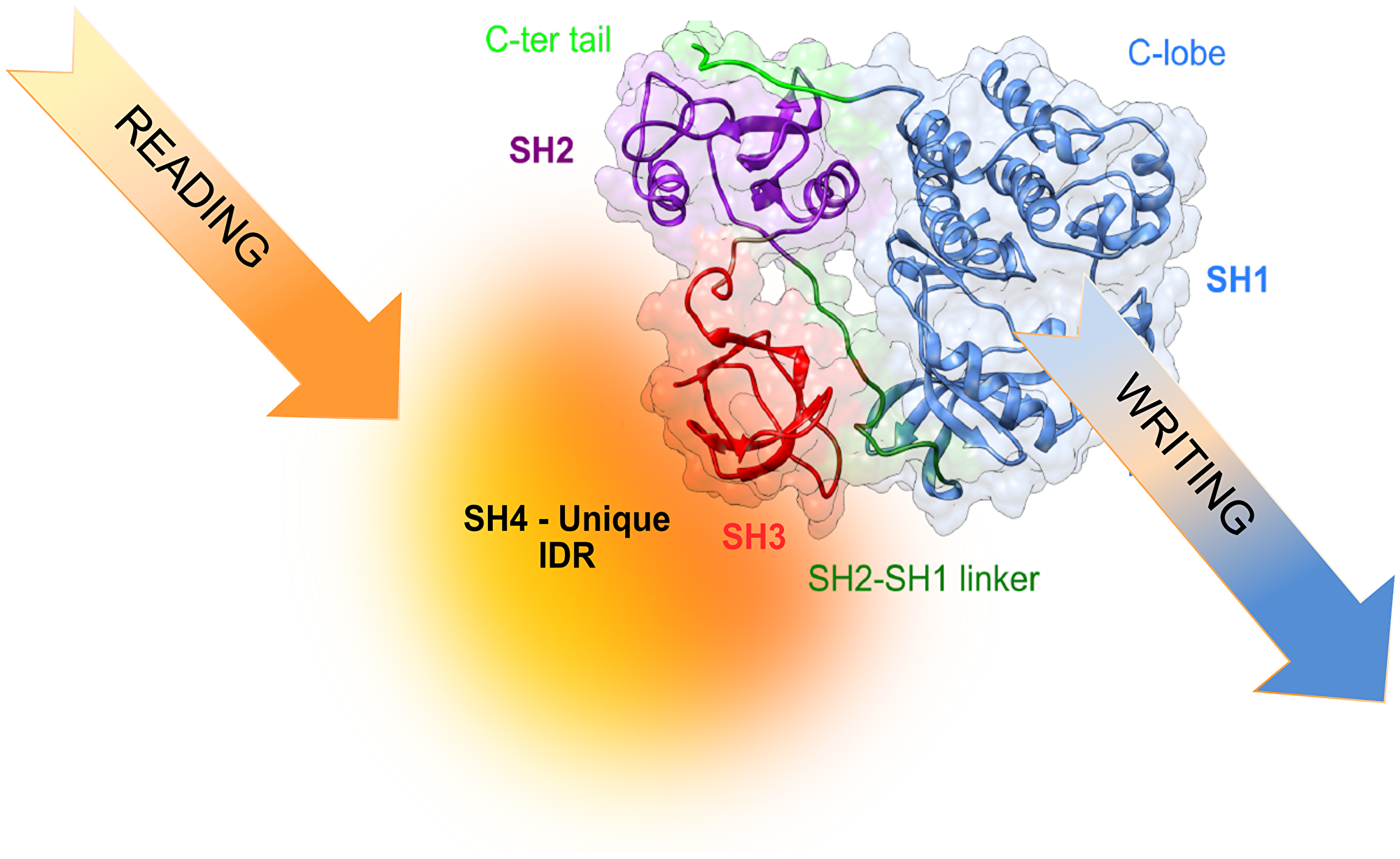 Translating information from the environment to generate cell-type selective signaling may involve reading of environmental signals by the disordered region and, eventually, modulating the activity and specificity of the kinase.