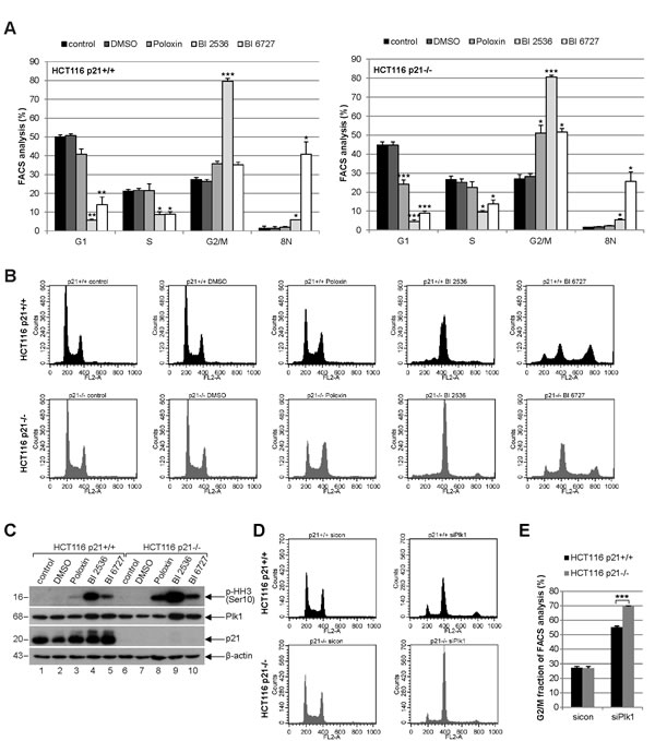 Strong mitotic arrest in HCT116 p21-/- cells upon Plk1 inhibition.