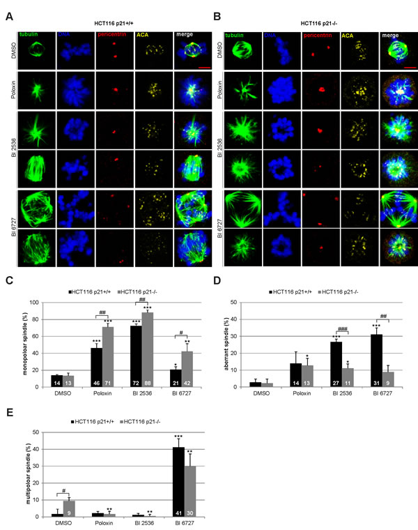 Mitotic phenotype of treated HCT116 cells.
