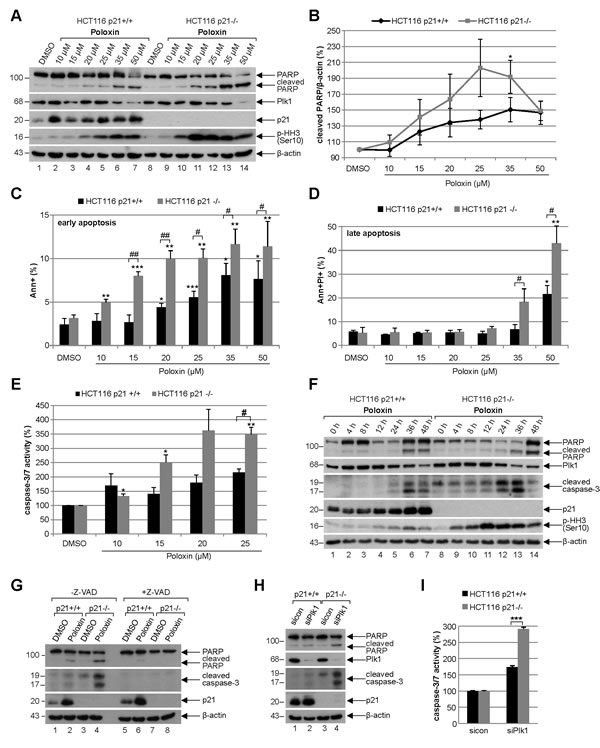 Poloxin induces strong apoptosis and more DNA damage in HCT116 cells without p21.